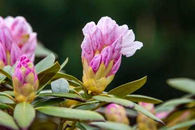 Bahar bahçesinde Rhododendron veya Rosebay çiçekleri, yakın plan. Ericaceae Evergreen çalısı, zehirli yapraklar. Açelya çiçeği, dekoratif çalılar.