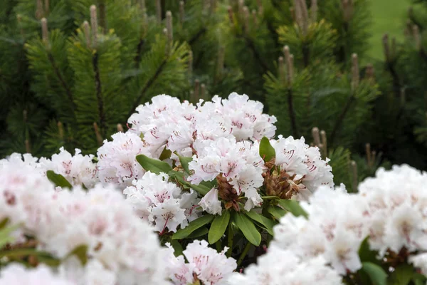 Bahar bahçesinde Rhododendron veya Rosebay çiçekleri, yakın plan. Ericaceae Evergreen çalısı, zehirli yapraklar. Açelya çiçeği, dekoratif çalılar.