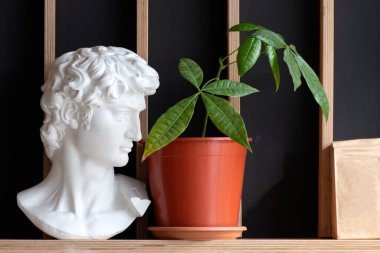 David bust on shelf with houseplant in pot