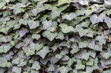 Ivy geçmişi. Bahçede sıradan bir sarmaşık duvarı. Avrupa sarmaşığı, İngiliz sarmaşığı veya sarmaşığı, Hedera sarmaşığı