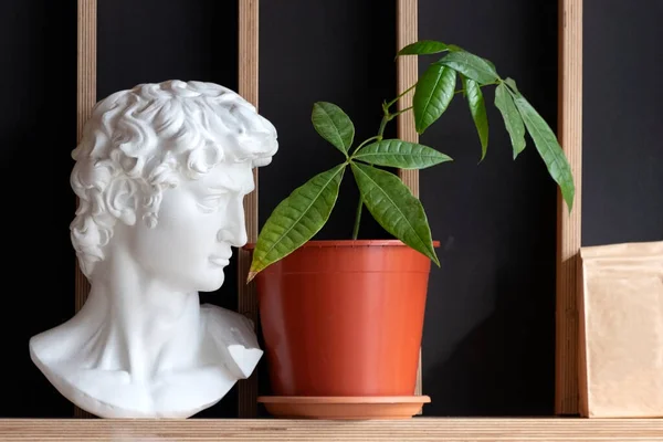 David Bust Shelf Houseplant Pot — стоковое фото