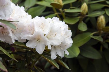 Bahar bahçesinde Rhododendron veya Rosebay çiçekleri, yakın plan. Ericaceae Evergreen çalısı, zehirli yapraklar. Açelya çiçeği, dekoratif çalılar.