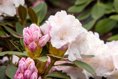 Bahar bahçesinde Rhododendron veya Rosebay çiçekleri, yakın plan. Ericaceae Evergreen çalısı, zehirli yapraklar. Açelya çiçeği, dekoratif çalılar.