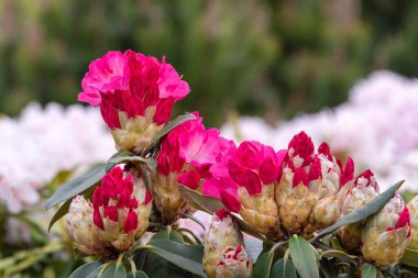 Rhododendron ya da Rosebay yaprakları ve tomurcukları bahar bahçesinde açılmaya hazır, yakın çekim. Ericaceae Evergreen çalısı, zehirli yapraklar. Azalea, dekoratif çalılar.