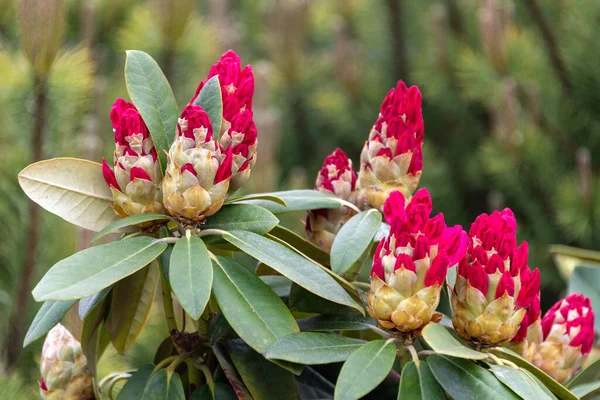 Ροδόδεντρο Rosebay Φύλλα Και Μπουμπούκια Έτοιμα Ανοίξουν Στον Κήπο Άνοιξη — Φωτογραφία Αρχείου