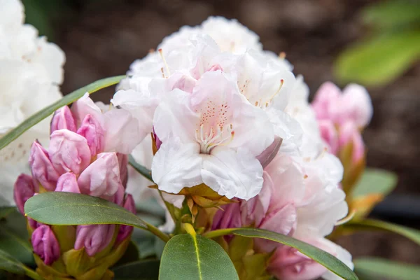 Bahar bahçesinde Rhododendron veya Rosebay çiçekleri, yakın plan. Ericaceae Evergreen çalısı, zehirli yapraklar. Açelya çiçeği, dekoratif çalılar.
