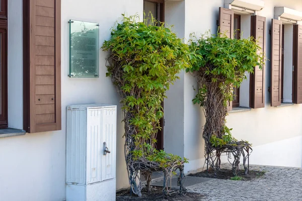 Chairs Made Living Trees Bushes Shapes Chairs Topiary Gardening — Foto de Stock