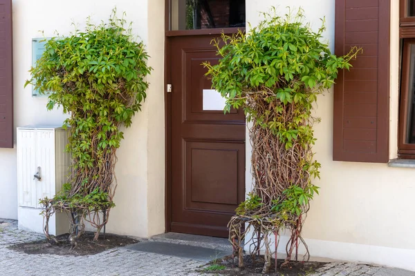 Sillas Hechas Árboles Vivos Arbustos Forma Sillas Topiary Jardinería — Foto de Stock