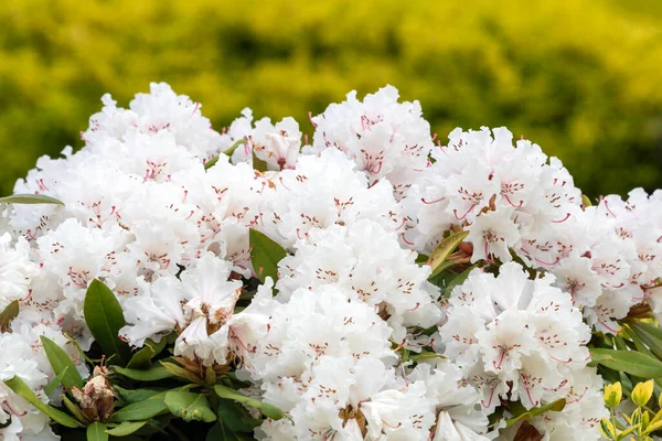 Rhododendron Rosebay Blossoms Spring Garden Closeup Ericaceae Evergreen Shrub Toxic — Foto de Stock