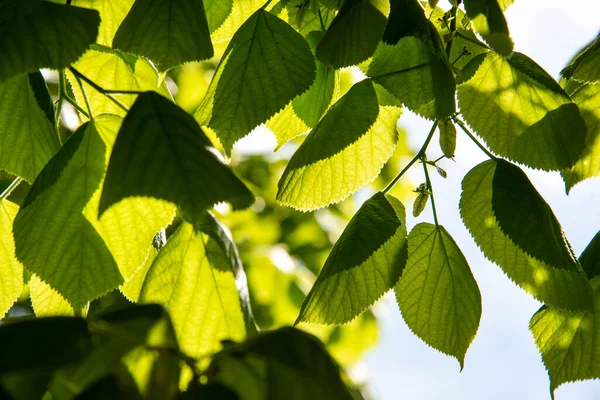 Linden gidiyor. Ihlamur ağacının brunch 'ı güneşle aydınlatılır, bahar arkaplanı. Seçici odak.