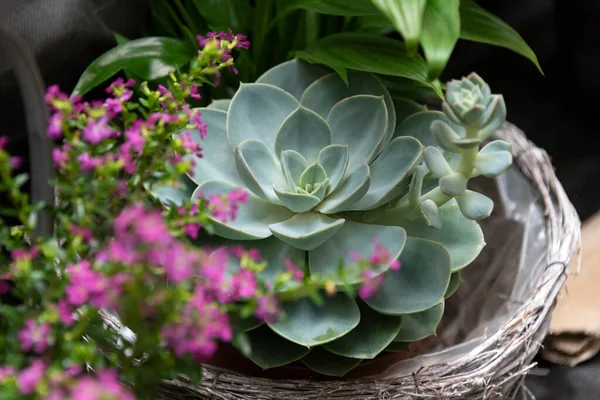 Plantas Exóticas Suculentas Evergreen Echeveria Perle Von Nurnberg Hermosa Roseta — Foto de Stock