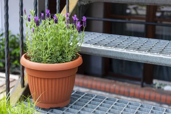 Levendula Pot Lépcsőn Városi Kert Virágokkal Fűszernövényekkel Főzéshez — Stock Fotó