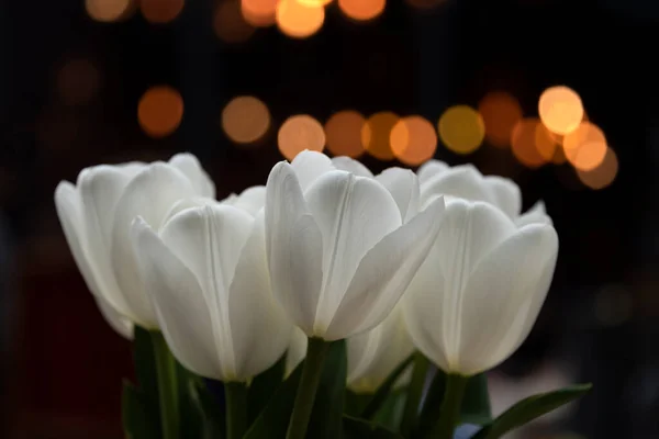 Bouquet White Tulips Bokeh Dark Background Spring Tulip Flowers Urban — Stock Photo, Image