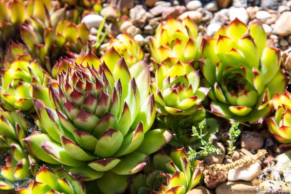 Succulents Growing Rocks Desert Garden Succulents Closeup Cacti Growing Rocks — Stock Fotó