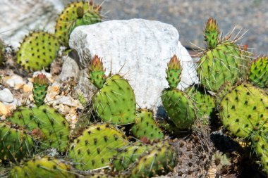 Succulents growing on rocks. Desert garden with succulents. Closeup of cacti growing between rocks on a mountain. Indigenous South African plants in nature. Modern gardening, cactus close up.