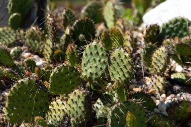 Succulents growing on rocks. Desert garden with succulents. Closeup of cacti growing between rocks on a mountain. Indigenous South African plants in nature. Modern gardening, cactus close up.