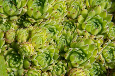 Succulents growing on rocks. Desert garden with succulents. Closeup of cacti growing between rocks on a mountain. Indigenous South African plants in nature. Modern gardening, cactus close up.