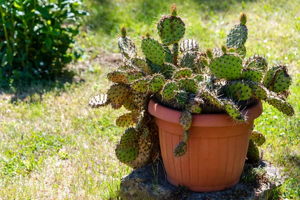 Succulents Growing Pot Desert Garden Succulents Closeup Cacti Growing Outdoors — Photo