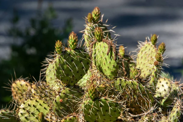 Succulents growing on rocks. Desert garden with succulents. Closeup of cacti growing between rocks on a mountain. Indigenous South African plants in nature. Modern gardening, cactus close up.