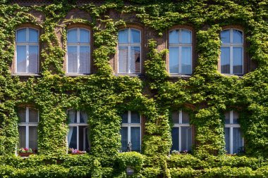 Facade of a building covered with ivy. Plants growing on the facade. Ecology and green living in city, urban environment, sustainable living concept. Vertical gardening