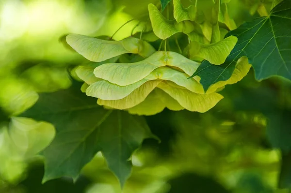 Maple tree seeds hang on the branches in summer, green seeds and leaves closeup