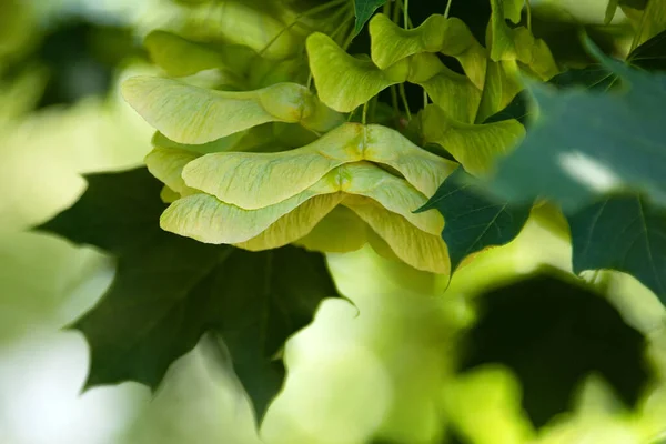 Maple tree seeds hang on the branches in summer, green seeds and leaves closeup