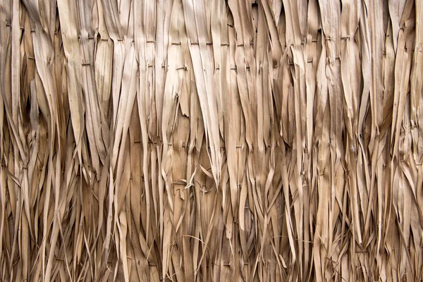 Suche Liście Palmy Ściana Natura Tekstury Tło Tropikalny Egzotyczny Design — Zdjęcie stockowe