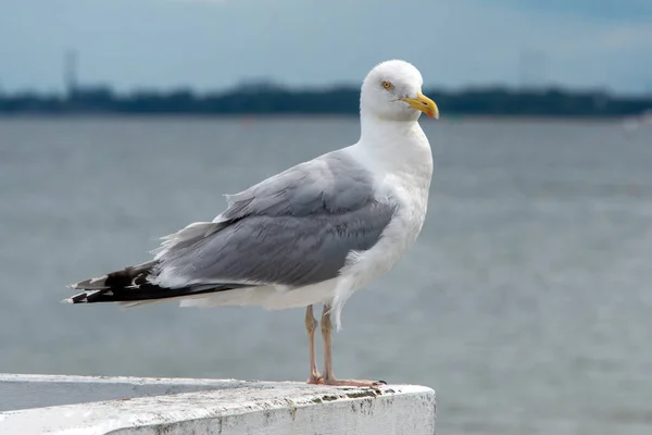 A large seagull on a concrete pier closeup. Seagull bird standing on concrete at the beach with a city background