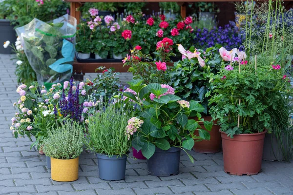 在花店出售的植物 温室市场的草本植物和花卉 花店外许多盆栽出售 — 图库照片