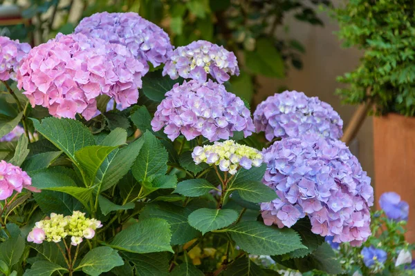 Beautiful violet and pink hydrangea or hortensia flower close up. Blooming Hydrangea macrophylla bushes.
