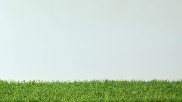 Černá krysa Dumbo na bílém pozadí běží na zelené trávě. V rámu sedí malý hlodavec.