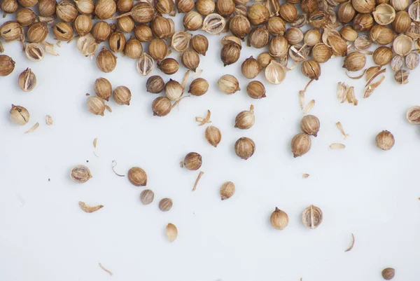 Coriander — Stock Photo, Image