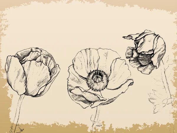 vintage bir şekilde vektör haşhaş