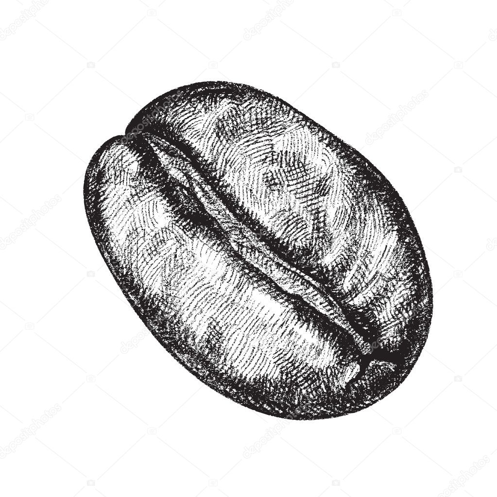 Vector draw of a coffee bean