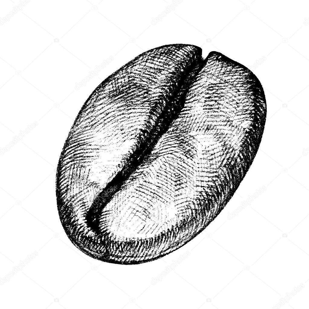 Vector draw of a coffee bean