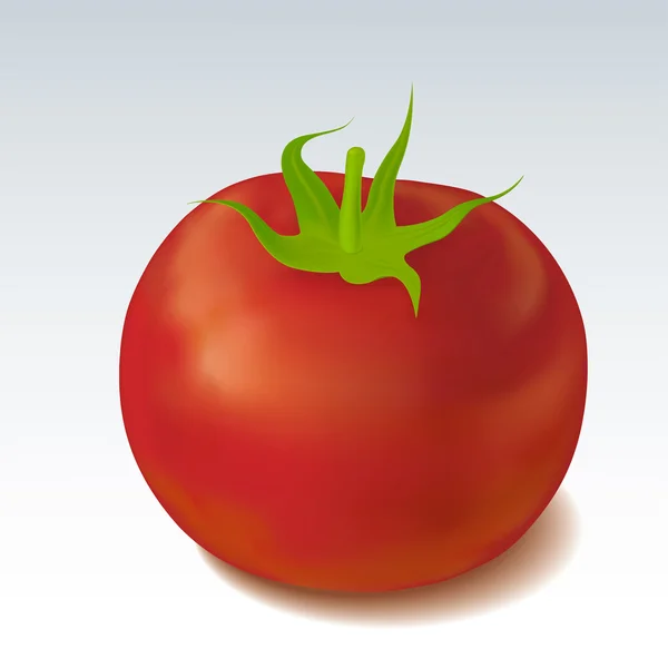 Tomate vectorielle sur fond gris — Image vectorielle