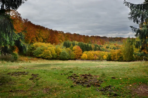 Waldlichtung — Stockfoto