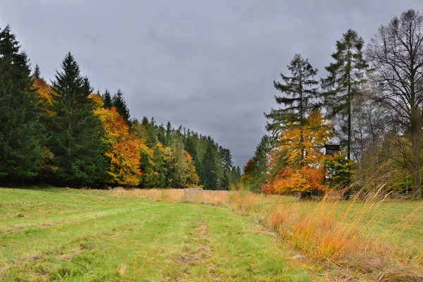 Glamata della foresta — Foto Stock