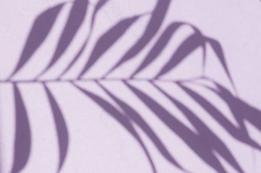 Duvarda gölge yaprağı disisi var. 2022 yılının Peri Pantone rengi..