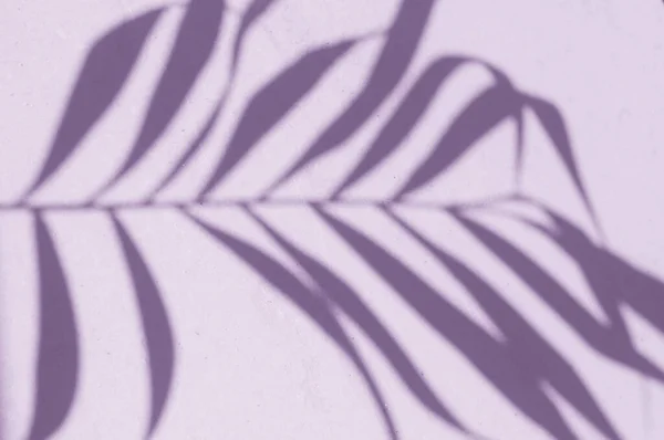 Duvarda gölge yaprağı disisi var. 2022 yılının Peri Pantone rengi..