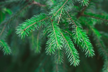 Firavun dalları mavi ladin. Kapatın. Mavi ladin dalları. Kış doğası. Spruce iğneleri. Yumuşak Noel ağacı. Mavi ladin..
