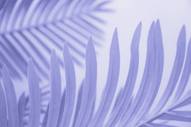 Duvarda gölge yaprağı disisi var. 2022 yılının Peri Pantone rengi..