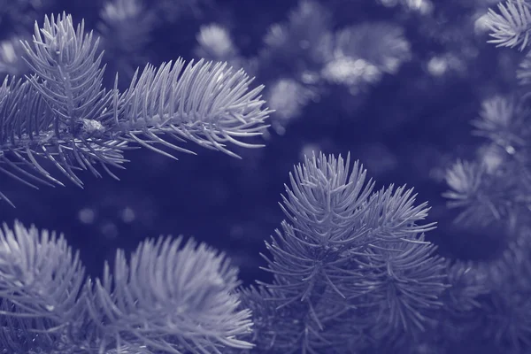 Çok peri tonlu köknar yapılı. Moda rengi 2022. Çok peri rengi ladin arka planı. Renk 2022