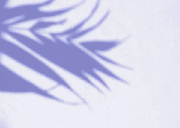 Duvarda gölge yaprağı disisi var. 2022 yılının Peri Pantone rengi..