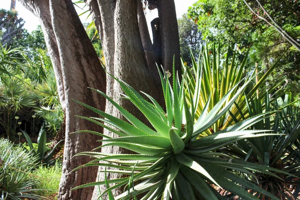 Puerto de la Cruz 'da bir botanik bahçesinde yeşil aloe vera bitkisi