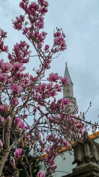 Magnolia u sultánské mešity s minaretem proti modré obloze, Istanbul, Turecko — Stock fotografie