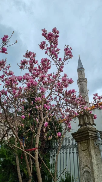 Magnolia u sultánské mešity s minaretem proti modré obloze, Istanbul, Turecko — Stock fotografie