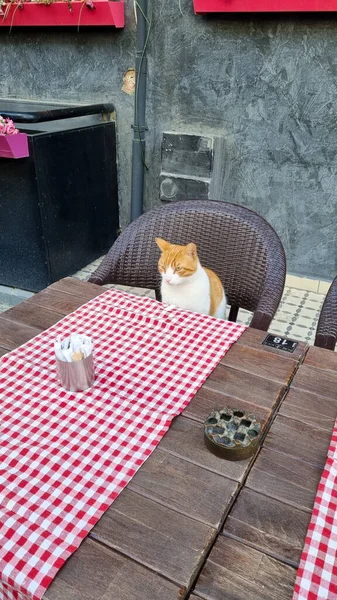 스탠 불라가 (街) 에 있는 고양이 - 다채 로운 거리에 테라스 위 탁자에 앉아 있는 고양이 — 스톡 사진