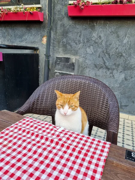 Cat en Stanbula Street - calles coloridas con un gato sentado en la mesa en la terraza —  Fotos de Stock