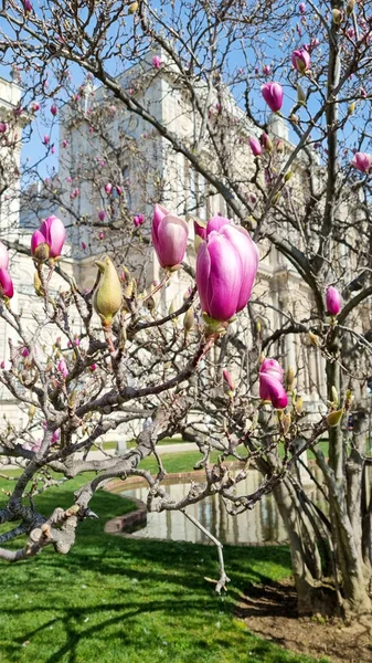 Magnolia grandiflora cerca del Palacio Dolmabahce Estambul — Foto de Stock